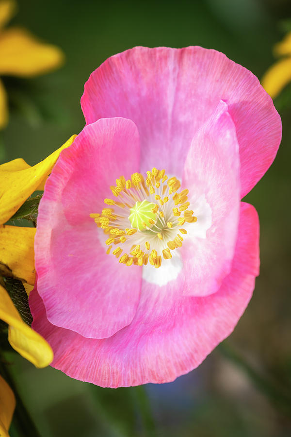Shirley Poppy 2019-3 Photograph by Thomas Young