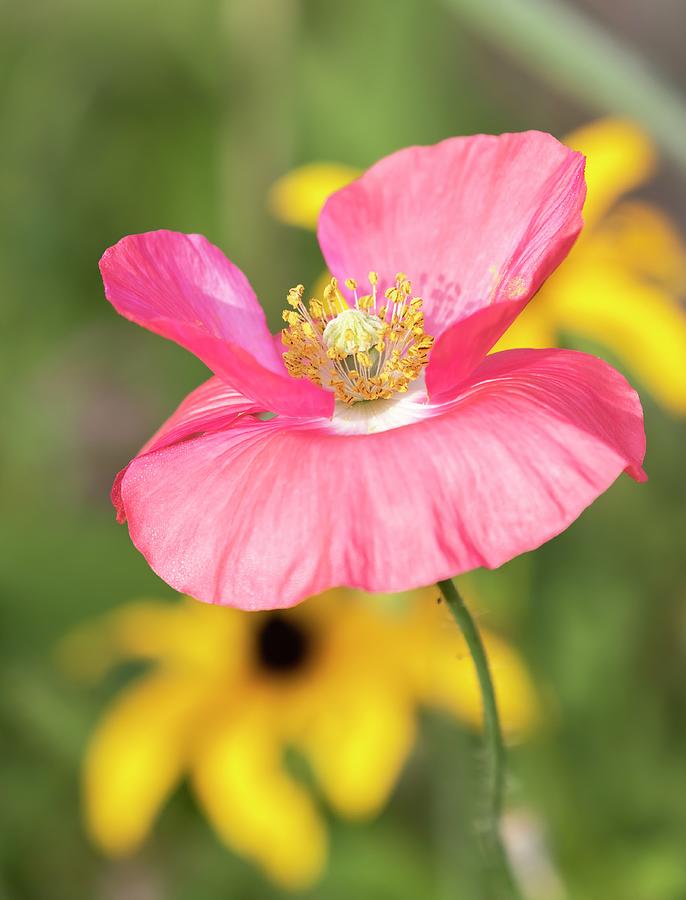 Shirley Poppy 2019-5 Photograph by Thomas Young