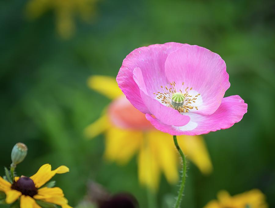 Shirley Poppy 2019-6 Photograph by Thomas Young