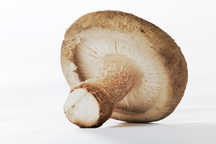 Shitake Mushroom, Detail Photograph by Martin Harvey