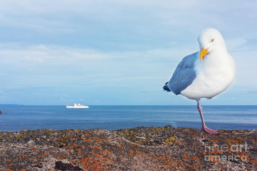 Seagull Photograph - Shiver me timbers Ship Ahoy by Terri Waters