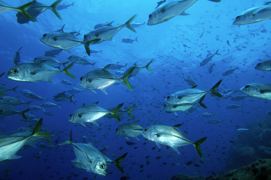 Shoal Of Black Jacks Fernando De Noronha Marine National Photograph by Franco Banfi / Naturepl.com Shoal Of Black Jacks Fernando De Noronha Marine National Photograph by Franco Banfi / Naturepl.com