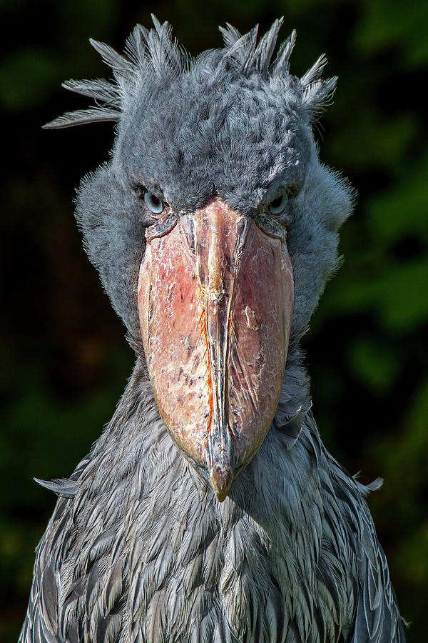 stork shoebill