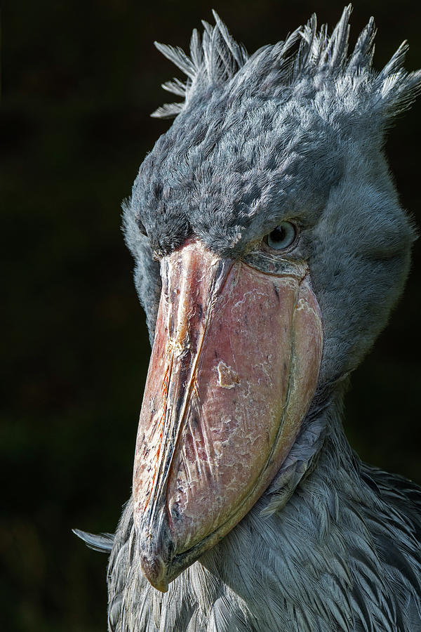 Shoebill Photograph by Arterra Picture Library