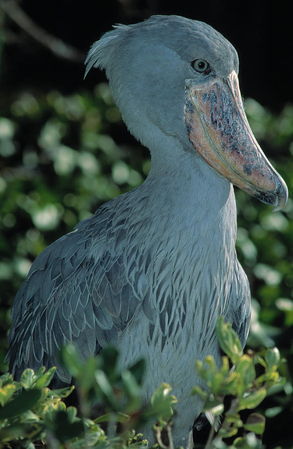where does the shoebill stork live