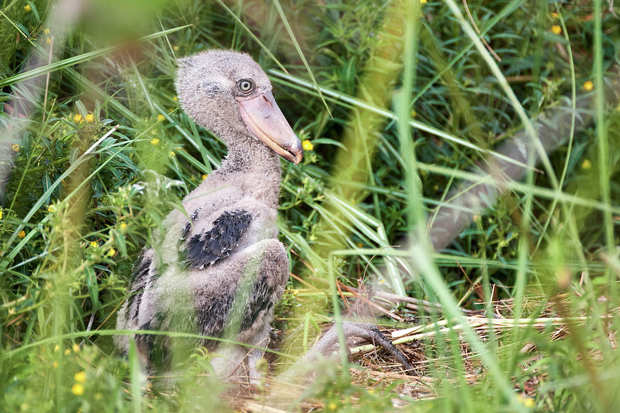 Shoebill Stork Chick, Aged 5 Weeks, In The Nest In Swamp Photograph by ...