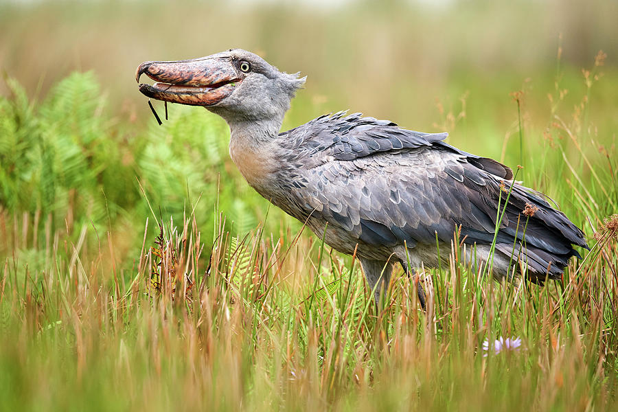 shoebill stork eating alligator