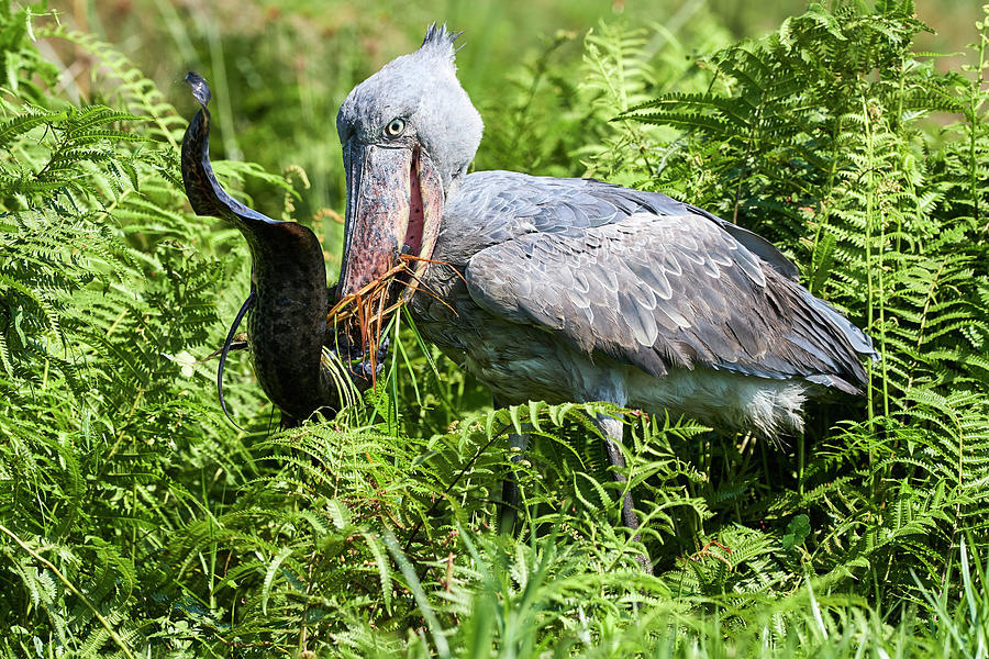 shoebill stork eating