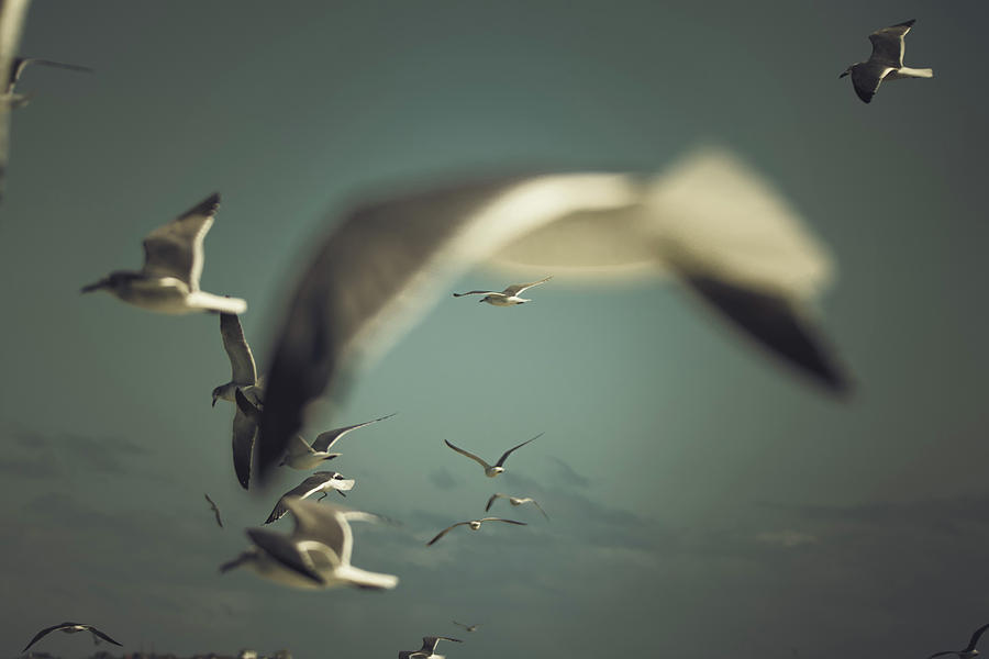 Bird Photograph - Shooting Thru Seagulls by Jessica Nelson