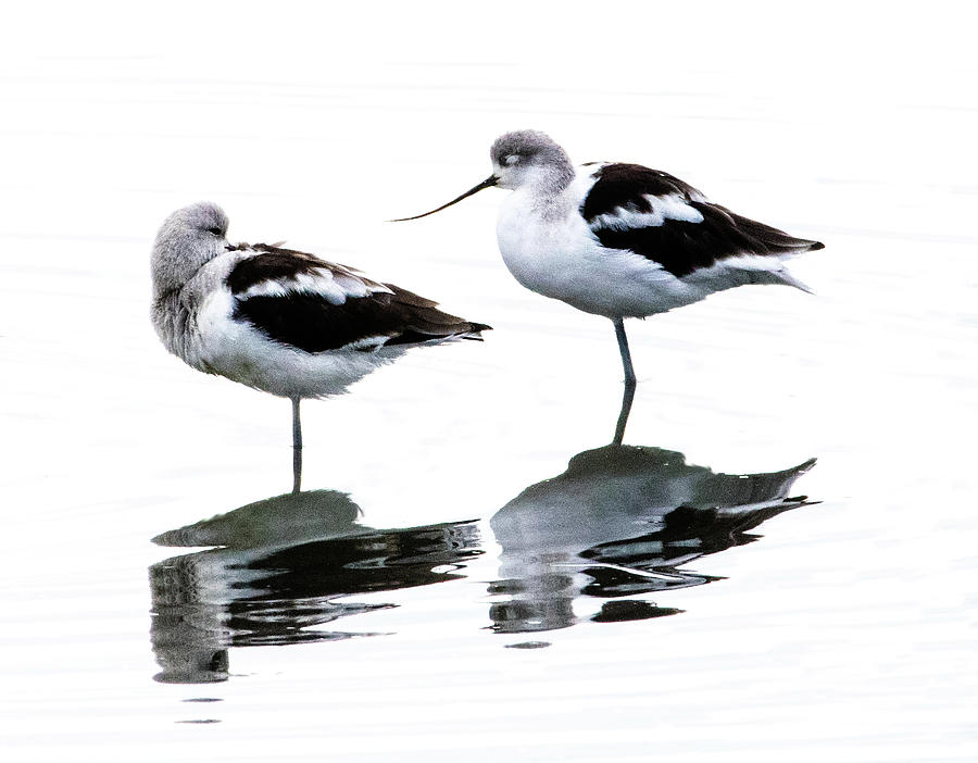 Shore Bird Haiku Photograph by DL Bruin - Fine Art America