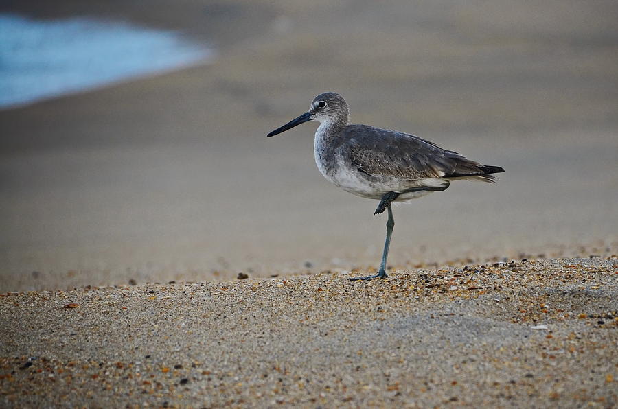 Shore Bird by Jordan Paw Shore Bird by Jordan Paw