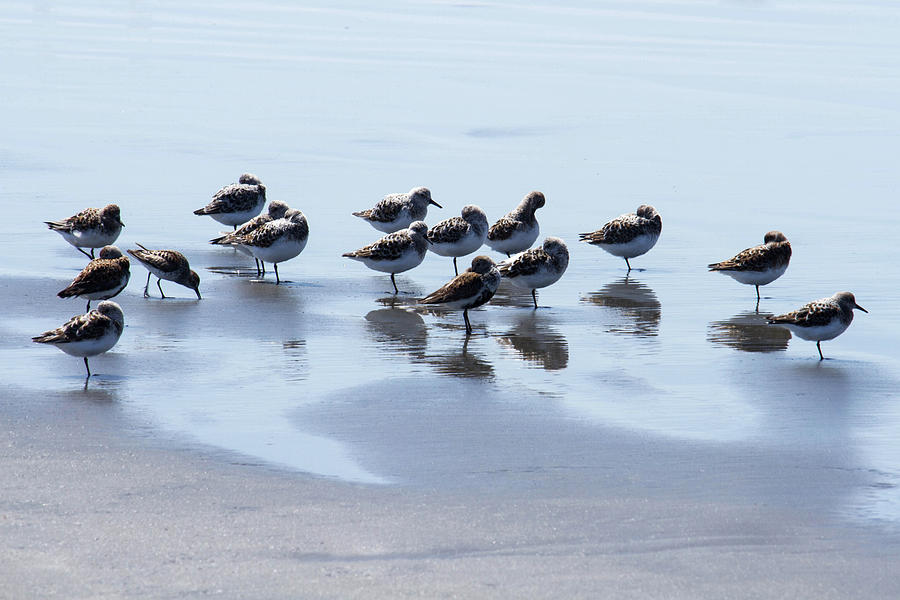 Shore Birds Photograph by Cheryl Day