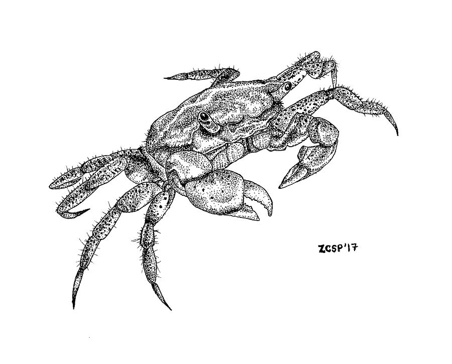 Beach Drawing - Shore Crab - Hemigrapsus oregonensis by Zephyr Polk