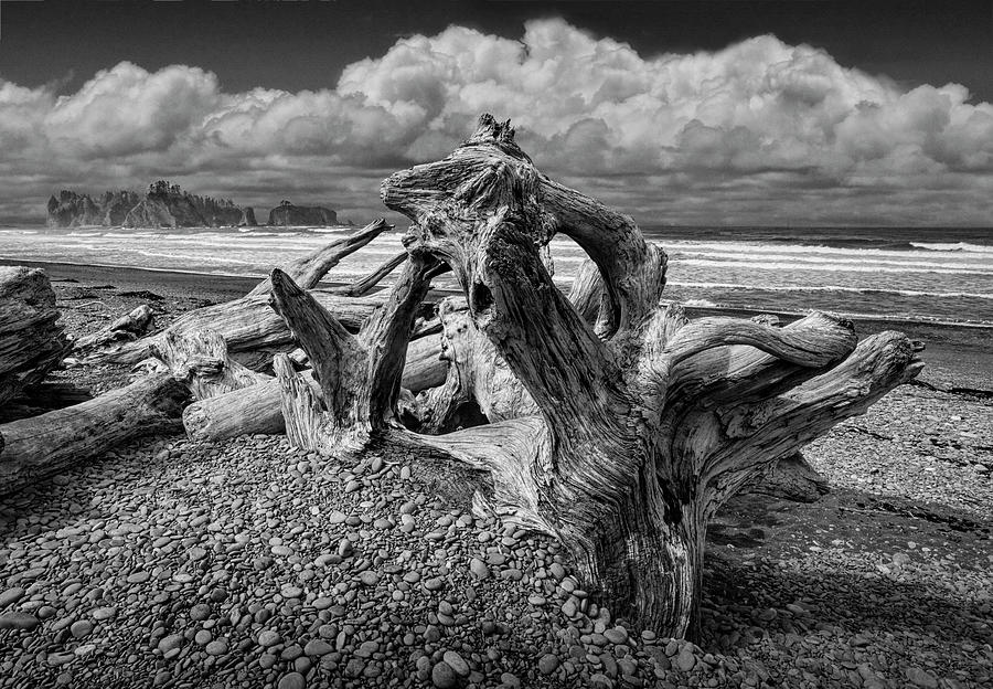 Shore Driftwood on Rialto Beach in Olympic National Park in Washington State in Black and White Photograph by Randall Nyhof