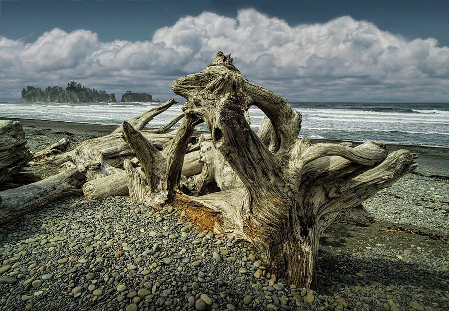 Shore Driftwood on Rialto Beach in Olympic National Park Photograph by Randall Nyhof