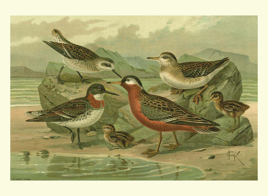 Bird Painting - Shore Gathering II by Franz Eugen Kohler