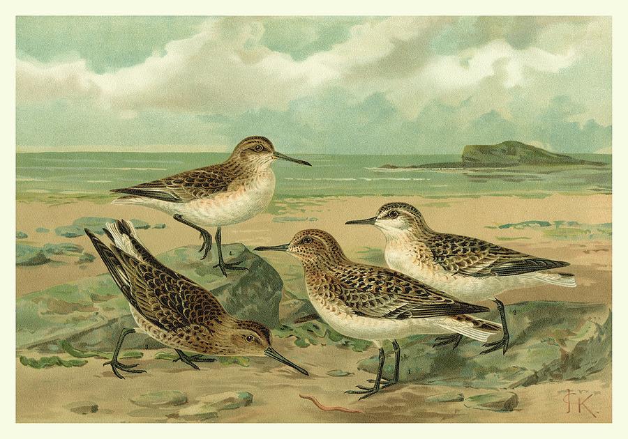 Bird Painting - Shore Gathering IIi by Franz Eugen Kohler