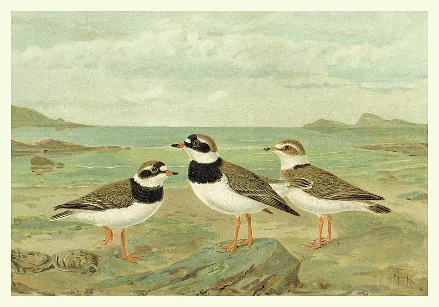 Bird Painting - Shore Gathering Iv by Franz Eugen Kohler