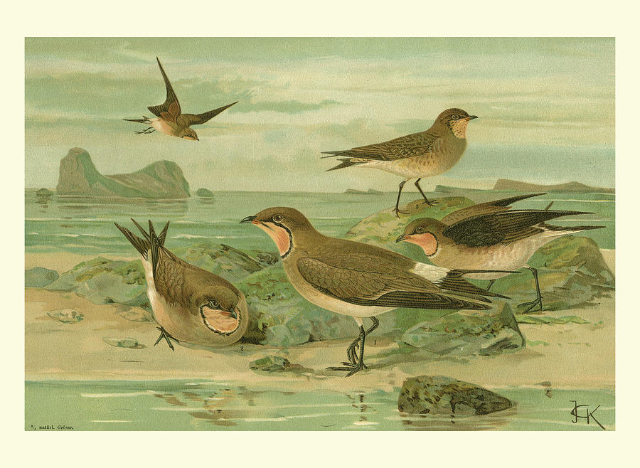 Bird Painting - Shore Gathering V by Franz Eugen Kohler