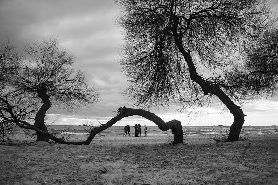Tree Photograph - Shore by Tahsin Gun