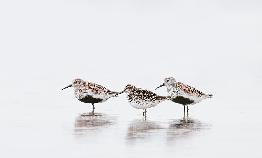 Wildlife Photograph - Shorebird-meeting by Magnus Renmyr