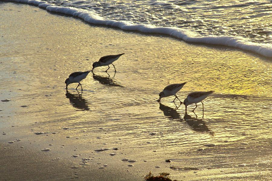 Shorebird sunrise Photograph by Micky Roberts