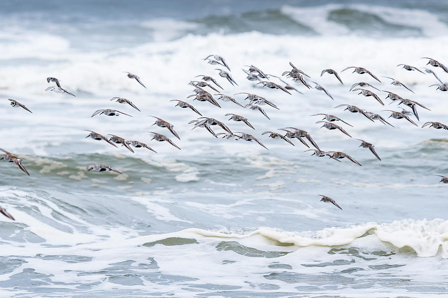 Shorebirds Fly By Photograph by Robert Potts