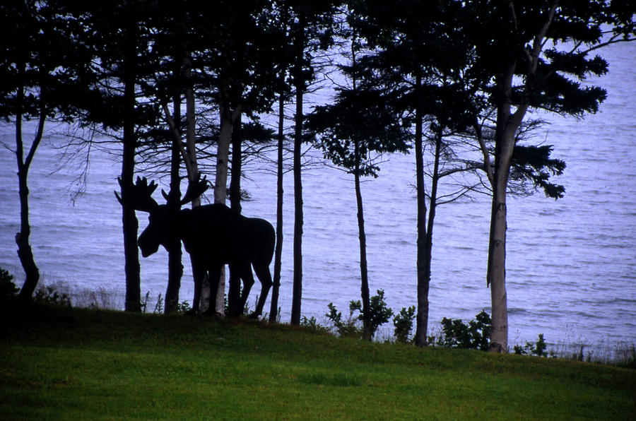 Shoreline Moose Photograph by Laurel Powell