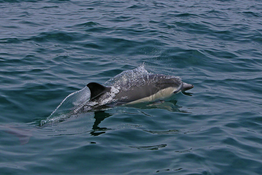 Short Beaked Common Dolphin Photograph