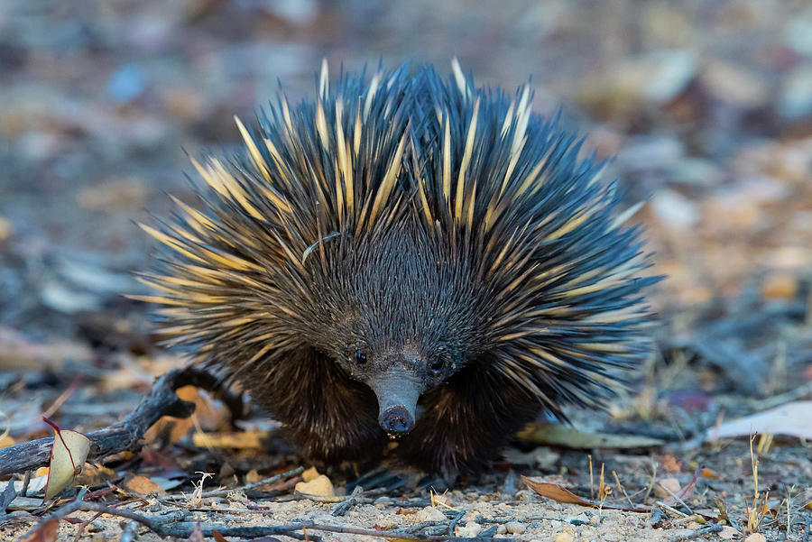 Short-beaked Echidna In Leaf Litter, Western Australia Photograph By 