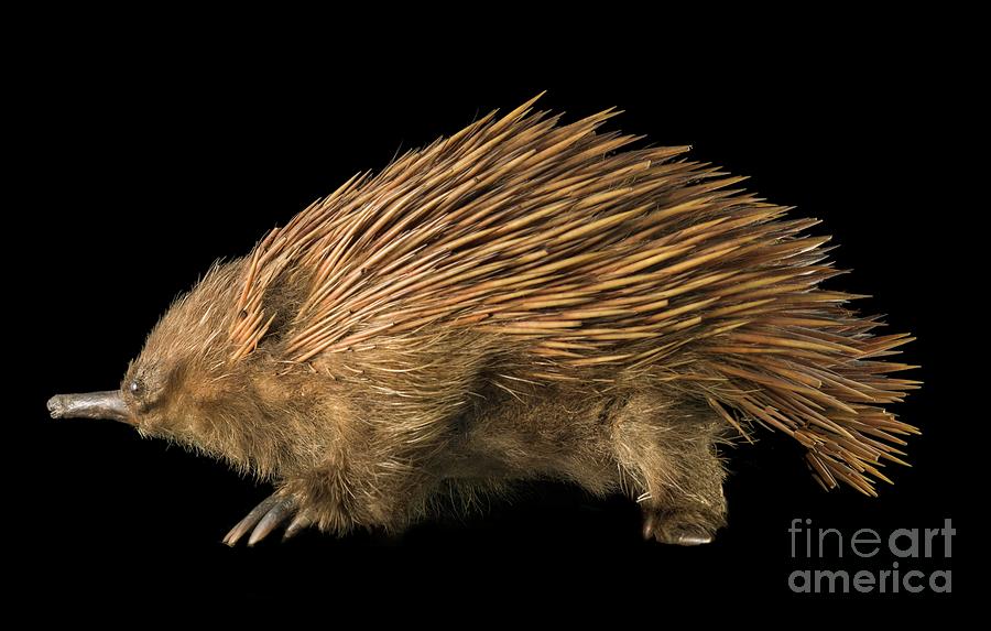 Short-beaked Echidna Photograph by Natural History Museum, London/science Photo Library