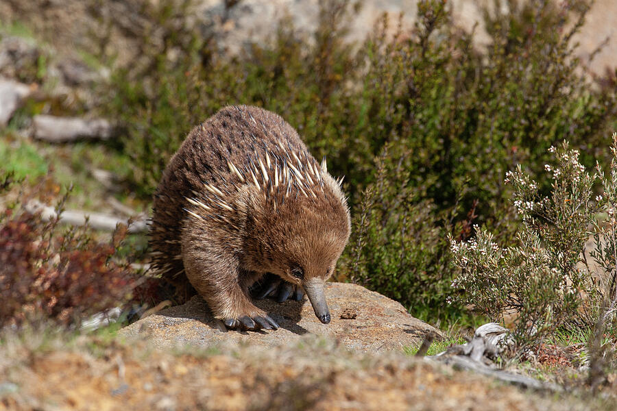 Short-beaked Echidna Walking Amongst Rocks. Mount Field Photograph by ...