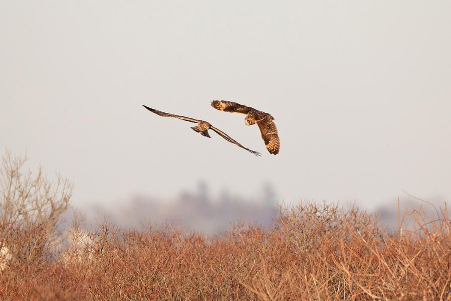 Short-eared Owl And Northern Harrier Photograph by James Zipp