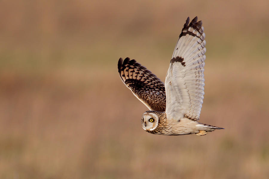 Bird Photograph - Short-eared Owl by Andrew Sproule