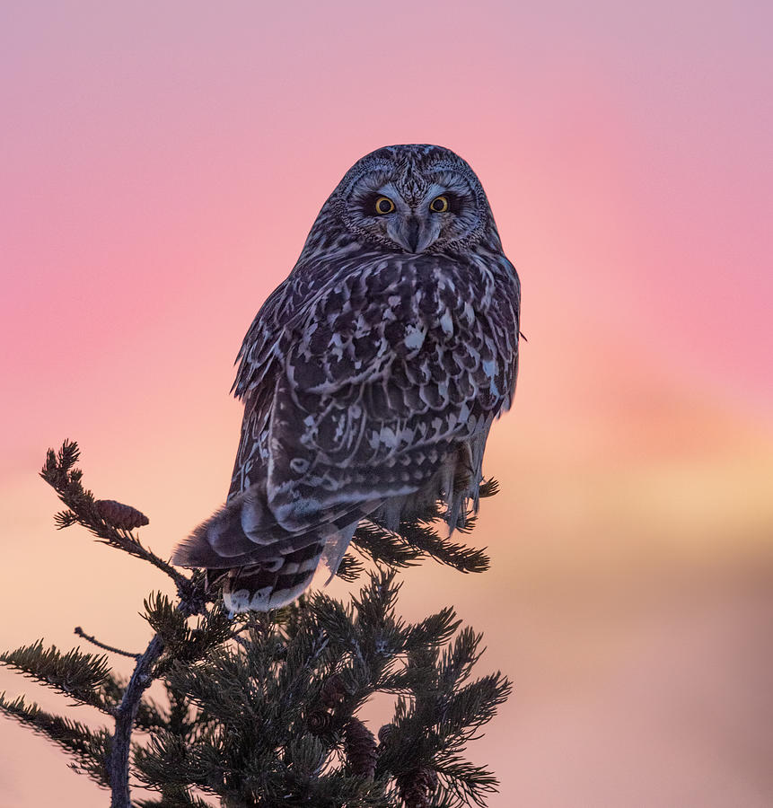 Shorteared Owl At Sunset Photograph by Jasmine Suo Fine Art America