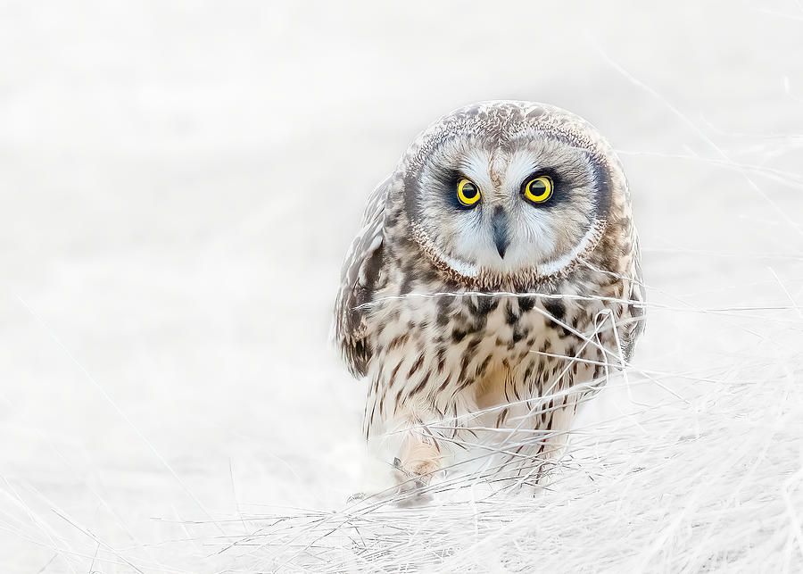 Short Eared Owl Photograph by Bo Wang