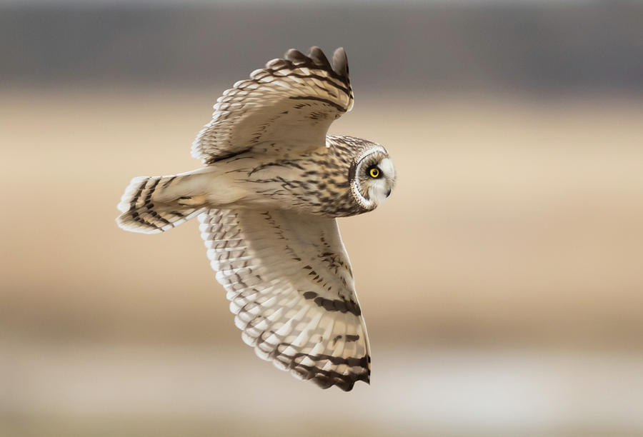 Short-eared Owl Flight Photograph by Angie Vogel