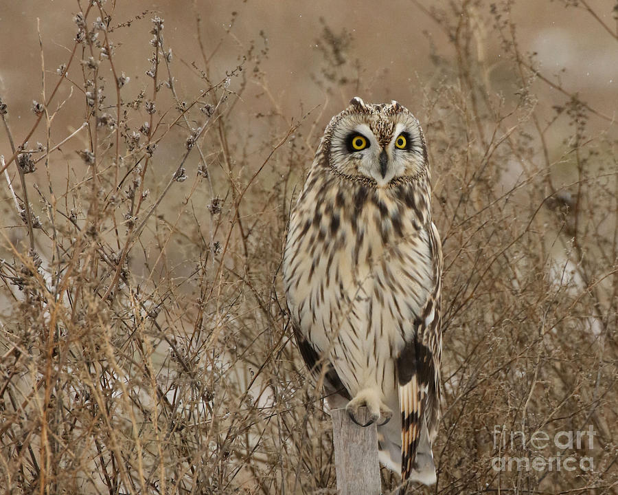 Short Eared Owl Photograph by Heather King