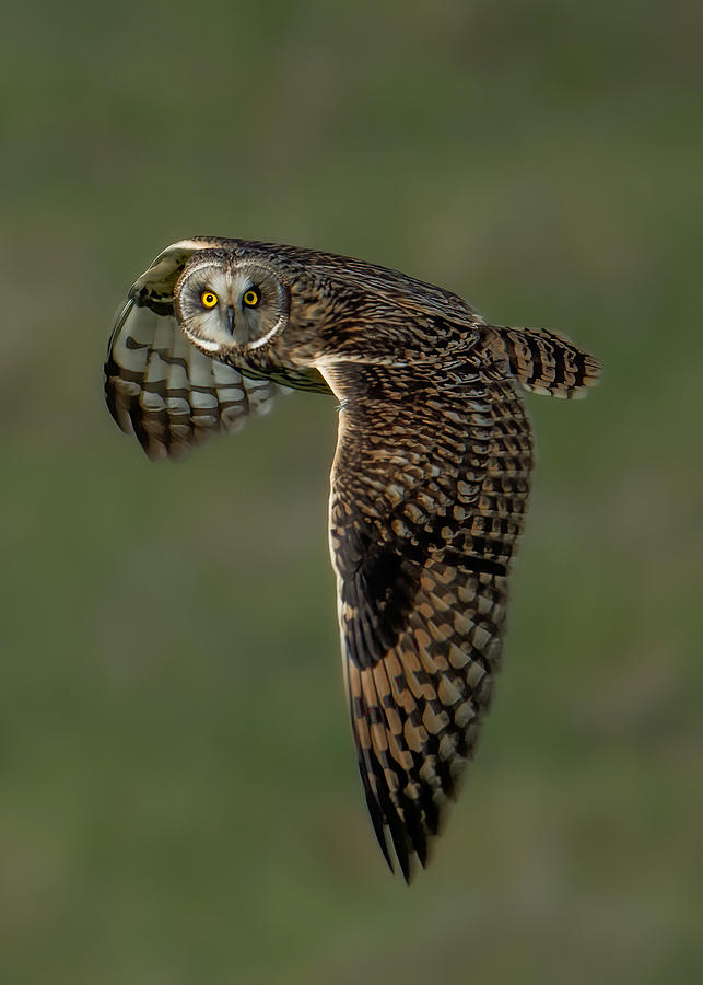 Owl Photograph - Short Eared Owl In Flight by Bo Wang