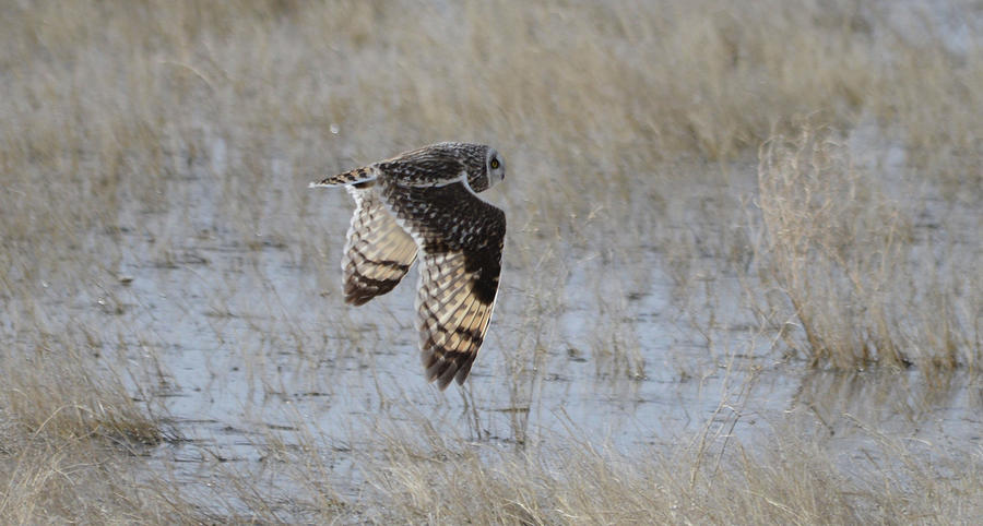 Short Eared Owl in Flight Photograph by Whispering Peaks Photography