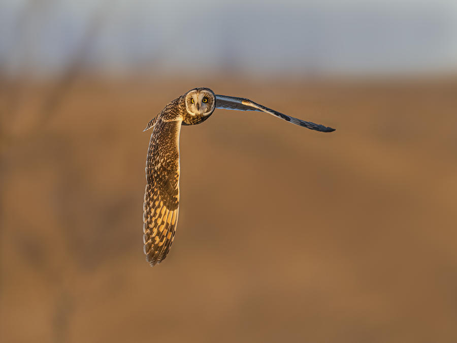 Wildlife Photograph - Short-eared Owl In Golden Hour by Jia Chen