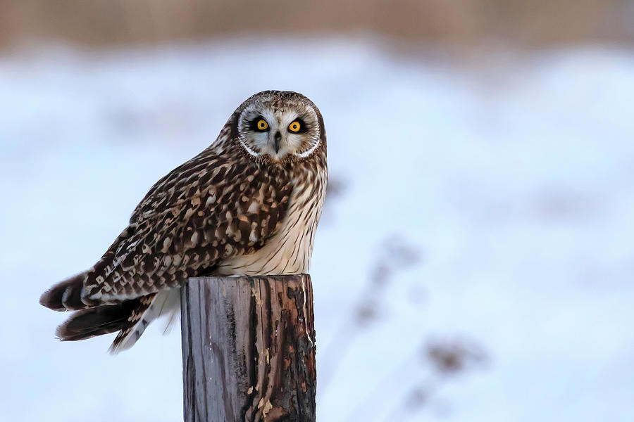Short-eared Owl in Nebraska Photograph by Mindy Musick King