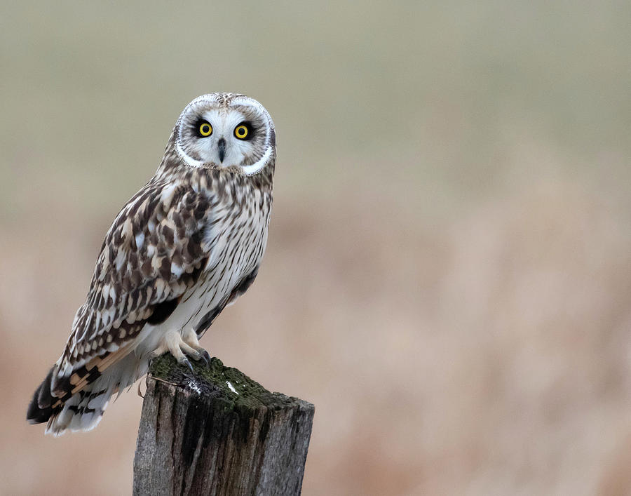 Short-eared Owl in New York Photograph by Mindy Musick King