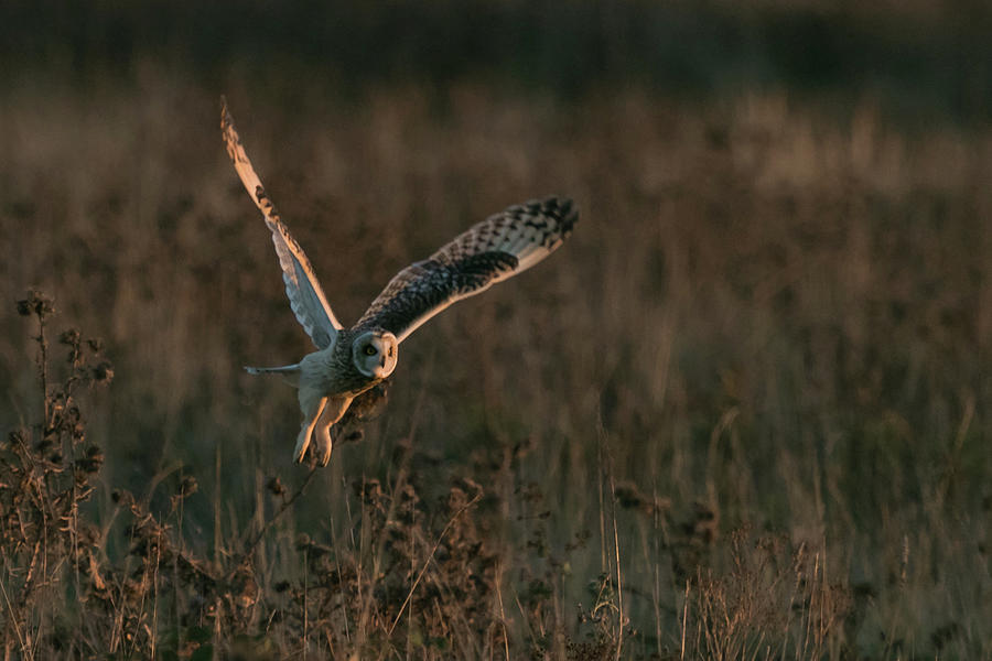 Short Eared Owl Liftoff Photograph by Wendy Cooper