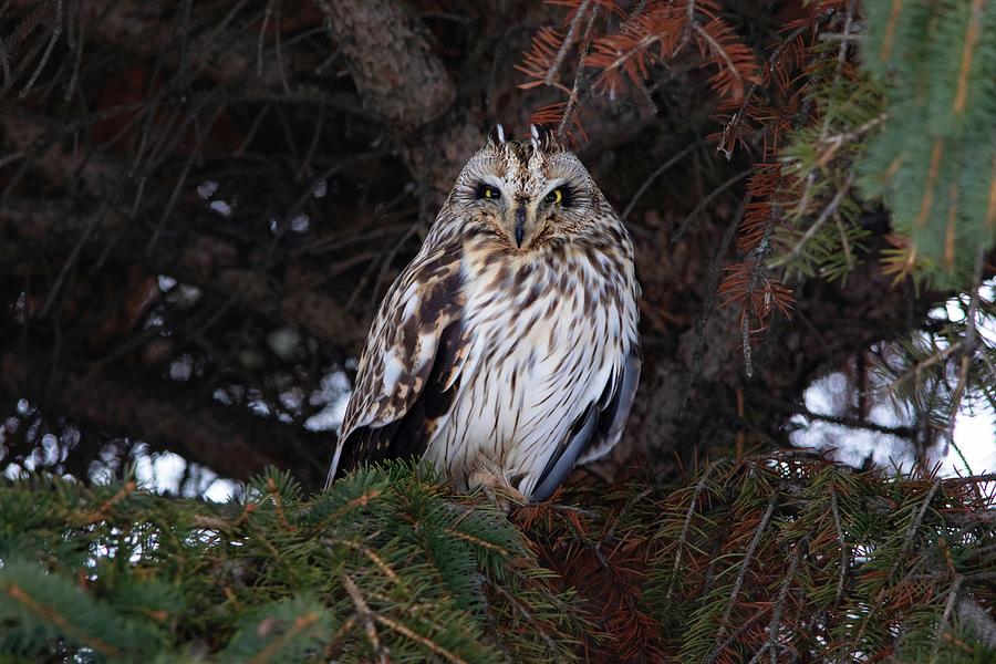 Short-eared Owl Photograph by Marlin and Laura Hum