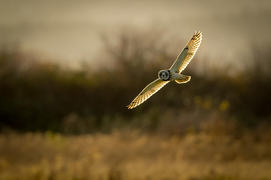 Wildlife Photograph - Short-eared Owl On Backlit by Katsu Uota