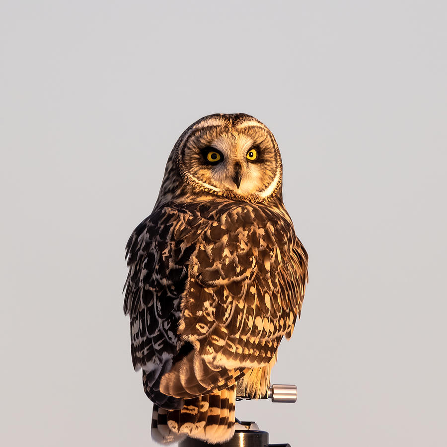 Short Eared Owl On The Tripod Photograph by Davidhx Chen
