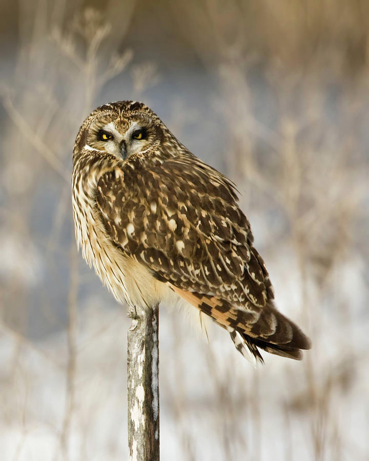 Short Eared Owl Perched On Stick In Photograph by Mark J M Wilson / Rusticolus.co.uk