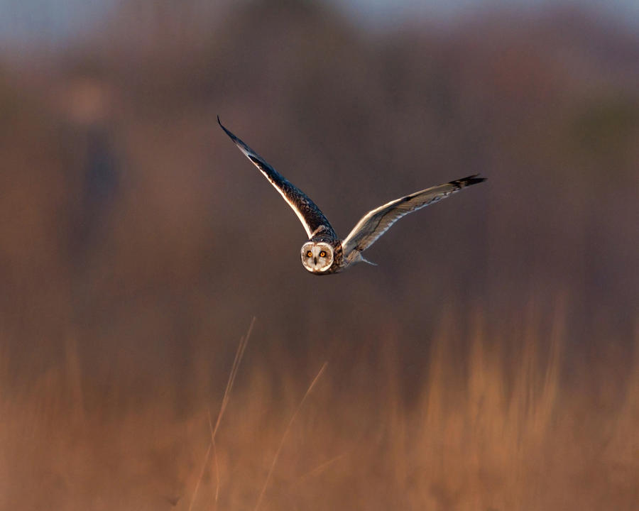 Owl Photograph - Short-eared Owl by Photo By Dcdavis