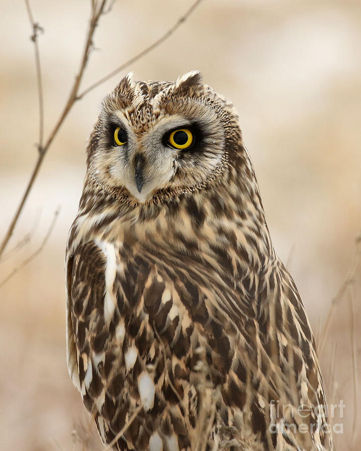 Short eared owl portrait Photograph by Heather King